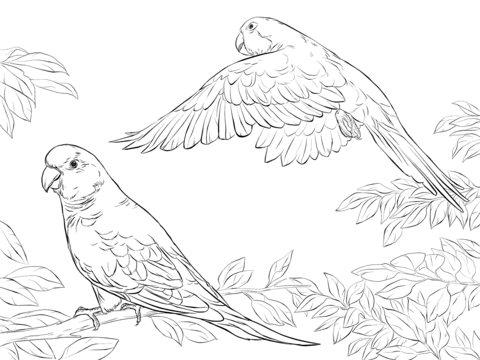 Two Quaker Parrots Coloring Page